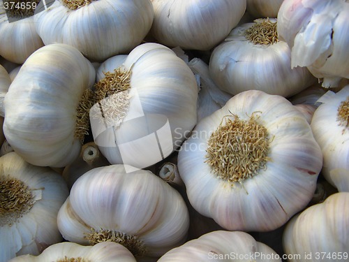 Image of garlic