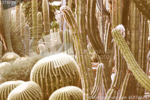 Image of Retro looking Cactus