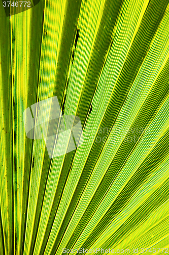 Image of abstract green leaf  