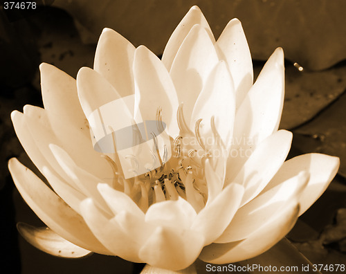 Image of Water lily