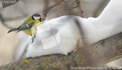 Image of great tit on tree brunch 