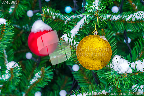 Image of Yellow and red Christmas balls on fir branch in snow. Christmas 