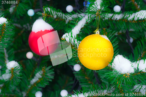 Image of Yellow and red Christmas balls on fir branch in snow. Christmas 