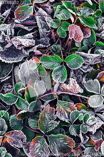 Image of Frozen Bush in the fall