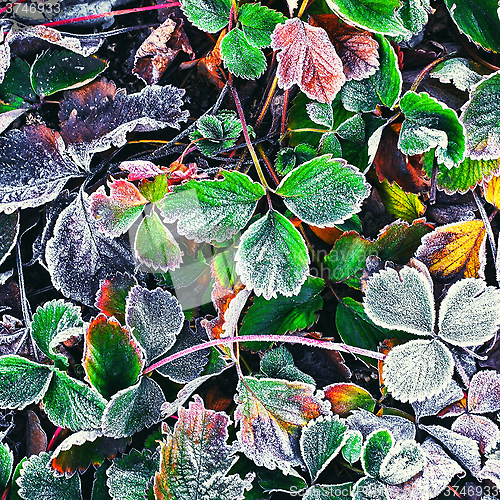 Image of Frozen Bush in the fall