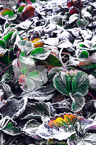 Image of Frozen Bush in the fall