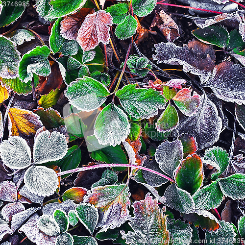 Image of Frozen Bush in the fall