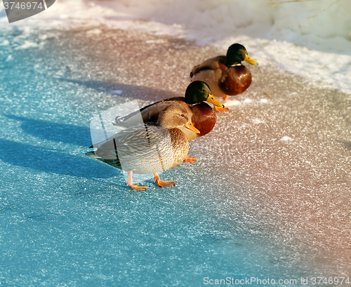 Image of beautiful ducks and drakes