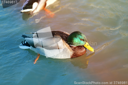 Image of beautiful duck floating