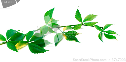 Image of Green branch of grapes leaves (Parthenocissus quinquefolia folia