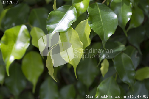 Image of Closeup of green leaves 