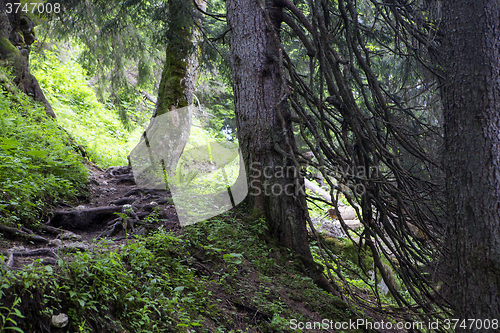 Image of Large roots in the forest