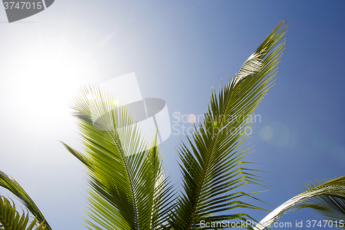 Image of Beautiful palm trees 