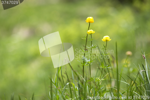Image of Buttercups on a meadow