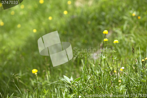 Image of Buttercups on a meadow