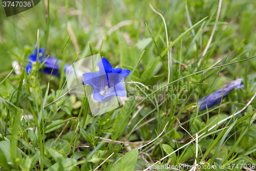 Image of Gentians on a meadow, Bavaria
