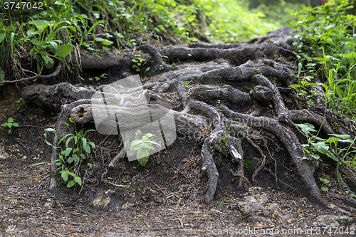 Image of Large roots in the forest