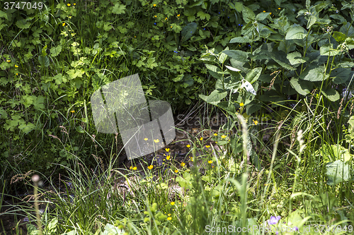 Image of Small brook in the Bavarian Alps