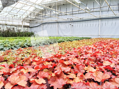 Image of Colorful variety of plants in a garden center