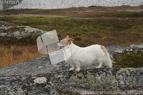 Image of dog in the mountains