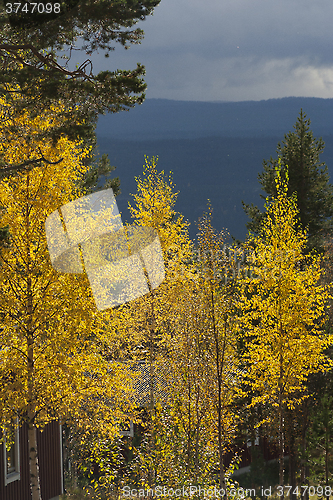 Image of birch trees in fall