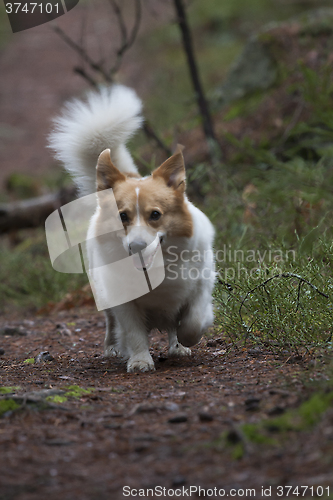 Image of corgi approaching