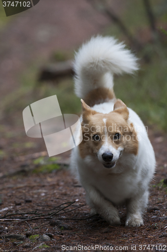 Image of corgi on the way