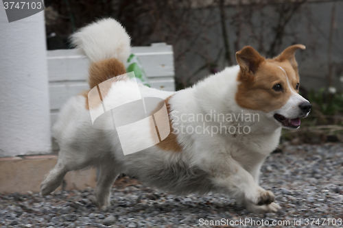 Image of running corgi