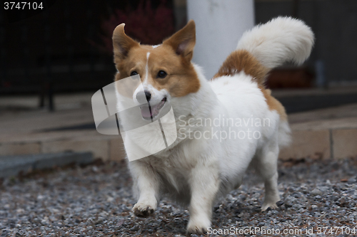 Image of running dog