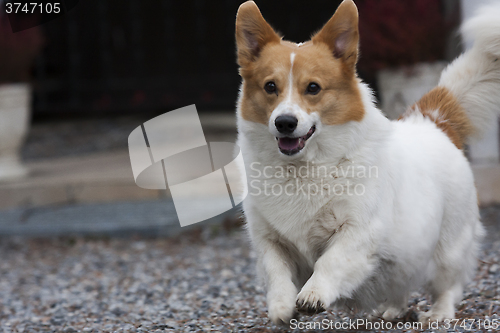 Image of running corgi