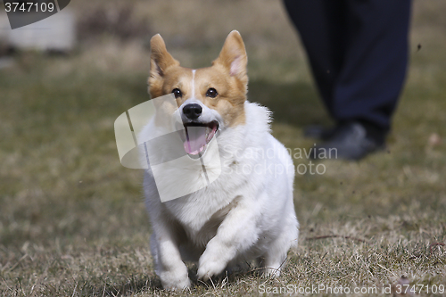 Image of running dog