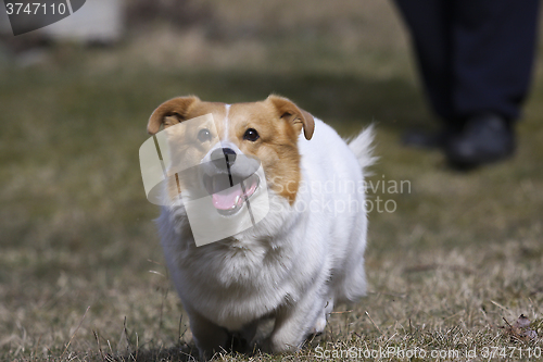 Image of playing corgi