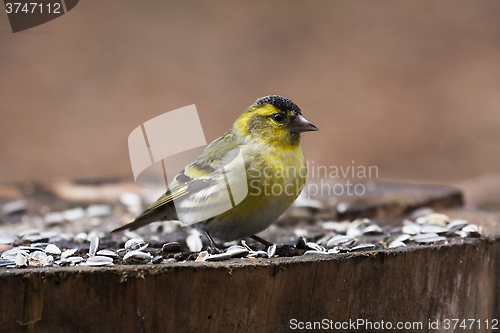 Image of male siskin