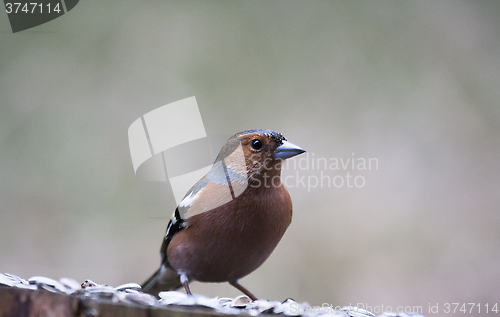 Image of male chaffinch