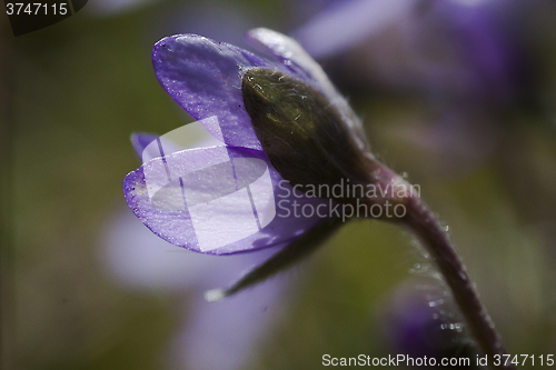 Image of hepatica