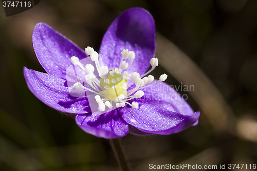 Image of blue anemone