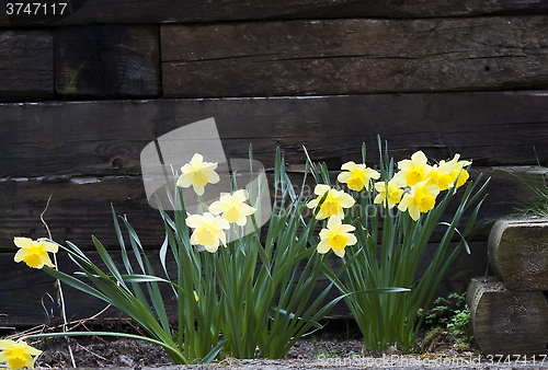 Image of golden daffodils