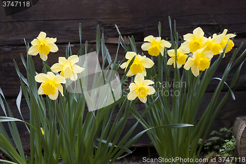 Image of golden daffodils