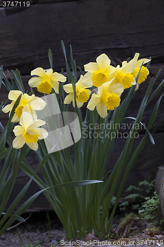 Image of yellow daffodils