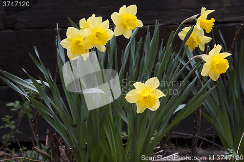 Image of daffodils