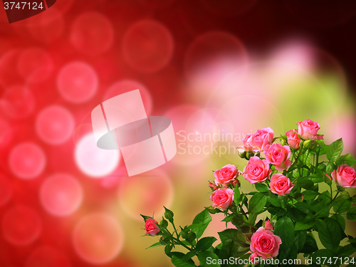 Image of Roses bouquet on of-focus background