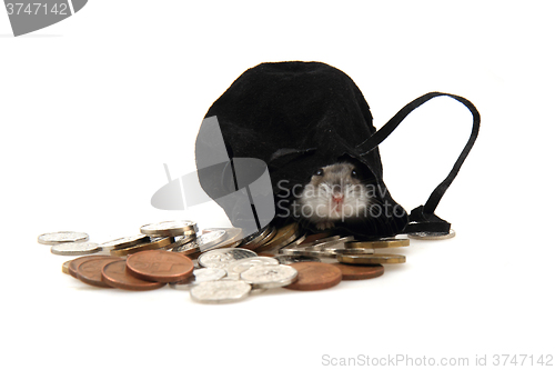 Image of dzungarian hamster and czech coins