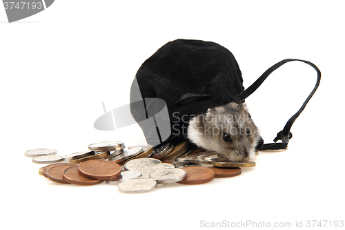 Image of dzungarian hamster and czech coins