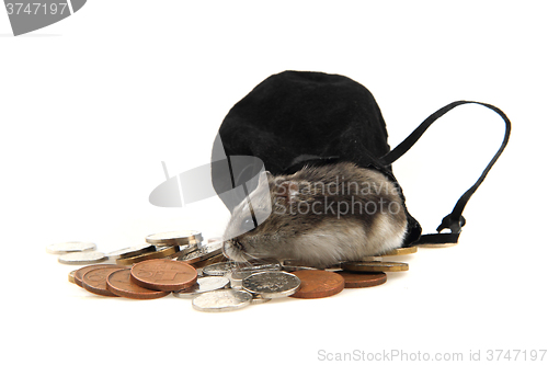 Image of dzungarian hamster and czech coins