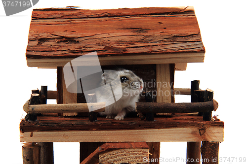 Image of natural wooden house toy with dzungarian hamster