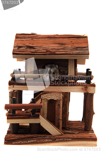 Image of natural wooden house toy with dzungarian hamster