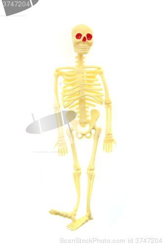 Image of small human skeleton 