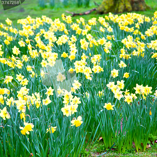 Image of in london yellow flower field nature and spring