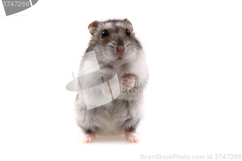 Image of small dzungarian hamster 