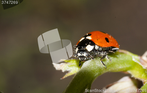 Image of lady bug